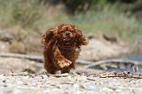 CAVALIER KING CHARLES 185